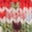 Edie Fair-Isle-Strickjacke-Blau Nussknacker