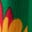 Aurelia Stufenkleid zum Herumwirbeln-Bunt Regenbogen Papagei