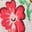 Aurore Wendejacke-Patchwork-Blumen