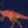 Unterhosen im 5er-Pack-Dinos