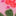 Short pour faire la roue-Motif xylographique rose