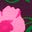Steppmantel mit Teddyfellfutter-Rosa Stiefmütterchen Blume